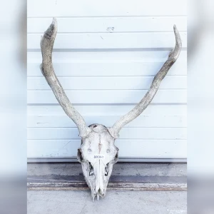 AntlerStudded20Caribou20Skull2020A20Piece20of20Handcrafted20Rustic20Wall20Art - ANTIQUITIESWAREHOUSES
