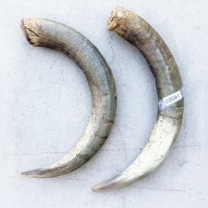 Artistic20Pair20of20Animal20Horns20Mounted20on20the20Wall - ANTIQUITIESWAREHOUSES