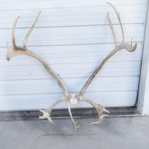 Dogs20Love20These20AllNatural20LongLasting20Caribou20Antler20Chews - ANTIQUITIESWAREHOUSES