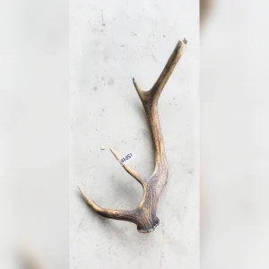 Ideal20for20Crafts20and20Rustic20Dcor20This20Medium20Shed20Antler - ANTIQUITIESWAREHOUSES