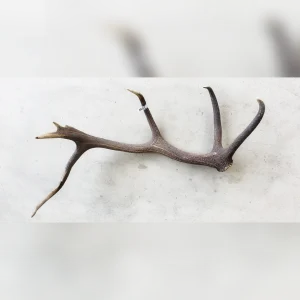 Large20Shed20Antler20for20a20More20Rustic20Look - ANTIQUITIESWAREHOUSES