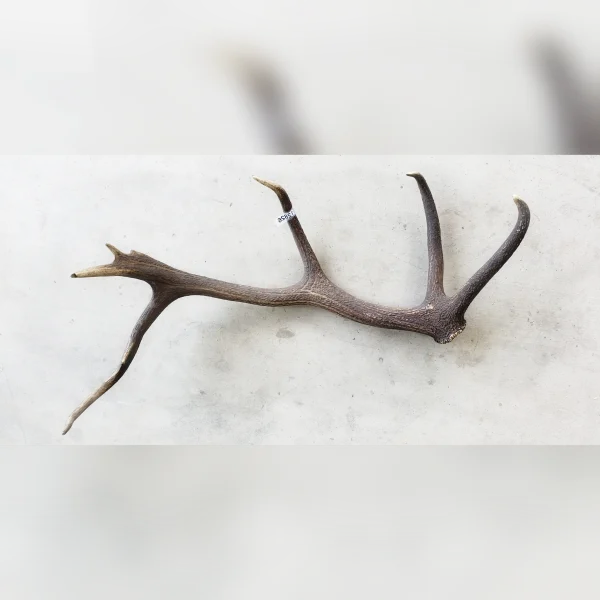 Large20Shed20Antler20for20a20More20Rustic20Look - ANTIQUITIESWAREHOUSES