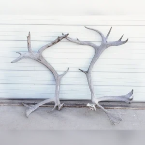Pair20of20Real20Caribou20Antlers20for20Your20Country20Home - ANTIQUITIESWAREHOUSES