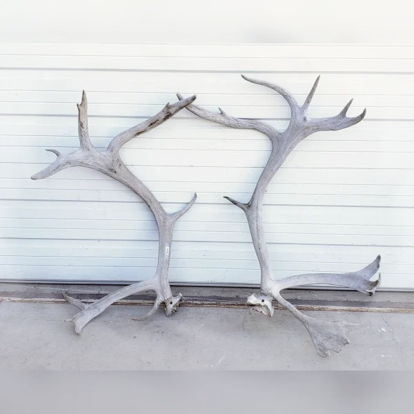 Pair20of20Real20Caribou20Antlers20for20Your20Country20Home - ANTIQUITIESWAREHOUSES